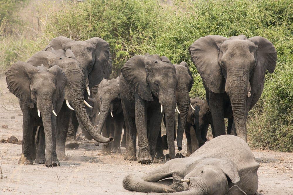 Elephants mourn too