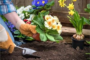 Planting flowers in a garden