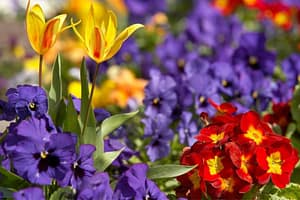 Flowers growing naturally