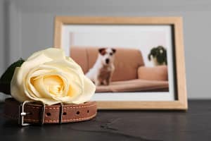 Pet loss