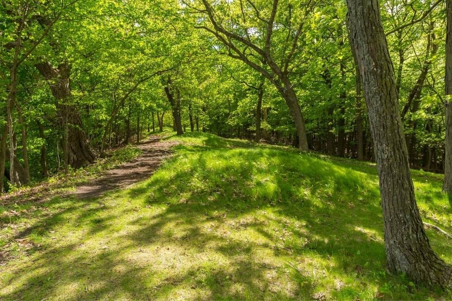 Woodland