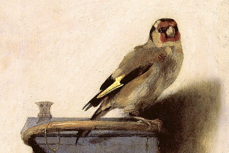Image of a goldfinch